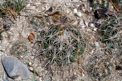 Coryphantha delicata