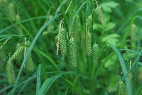 Carex maximowiczii iNat (1)