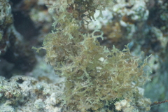 Dictyotaceae