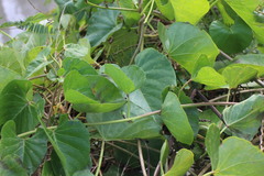 Ipomoea violacea