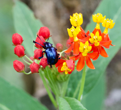 Platycorynus peregrinus