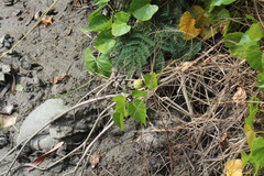 Ipomoea violacea
