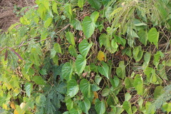 Ipomoea violacea