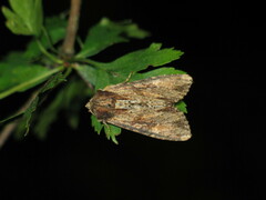 Apamea crenata