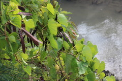 Ipomoea violacea