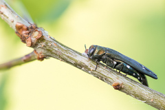 Agrilus biguttatus