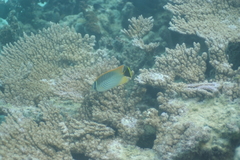 Chaetodon trifascialis