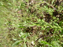 Sisymbrium runcinatum