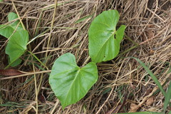 Ipomoea violacea