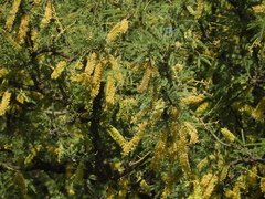 Prosopis caldenia
