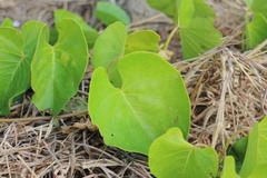 Ipomoea violacea