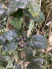 Citharexylum sulcatum