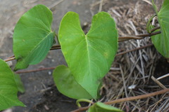 Ipomoea violacea