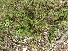 Sisymbrium runcinatum