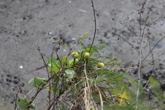 Ipomoea violacea