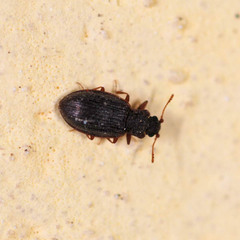 Latridius consimilis