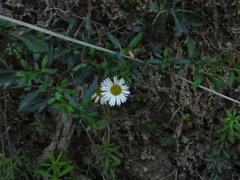 Asteraceae