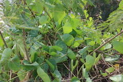 Ipomoea violacea
