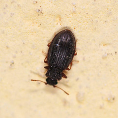 Latridius consimilis