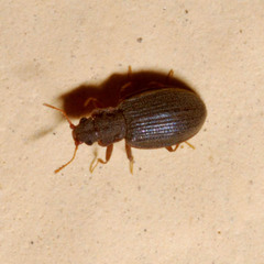 Latridius minutus