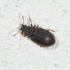 Latridius minutus