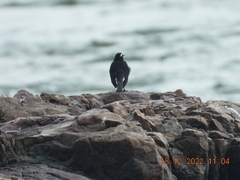 Motacilla maderaspatensis