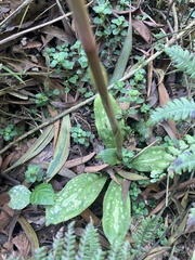 Stenorrhynchos albidomaculatum