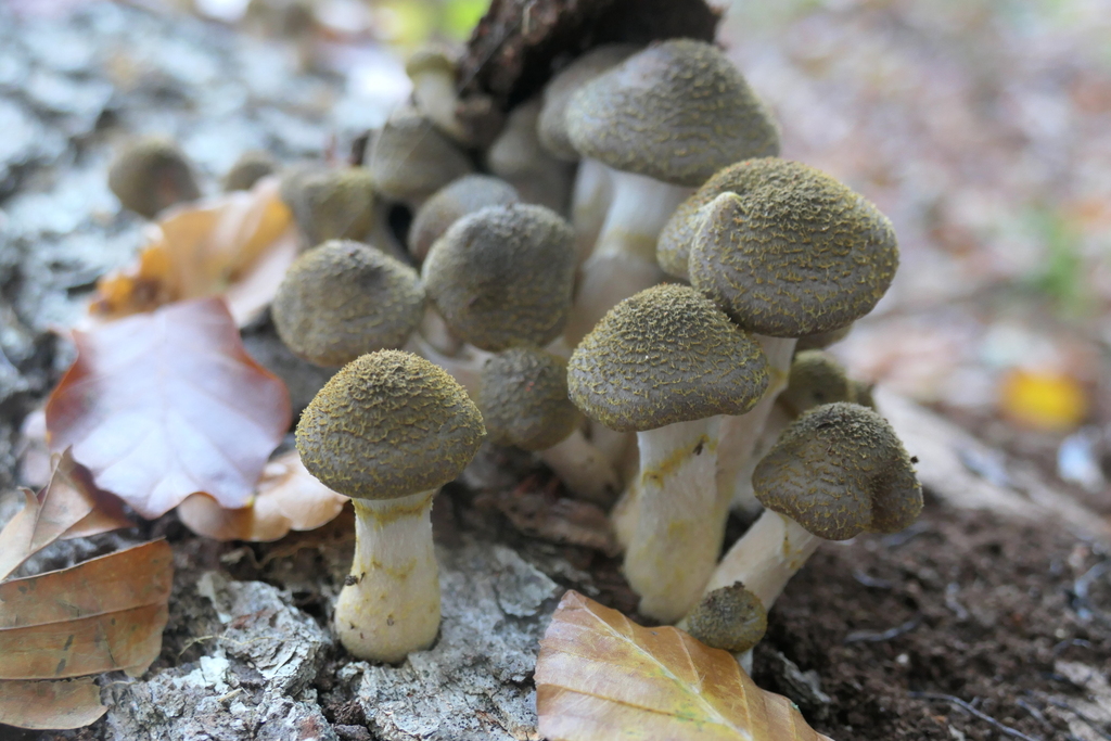 bulbous-honey-fungus-from-49565-bramsche-deutschland-on-october-18