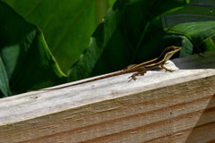Anolis krugi