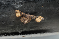 Monobolodes pernigrata