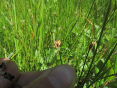 Carex chordorrhiza