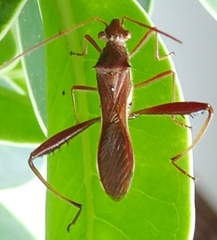 Riptortus linearis