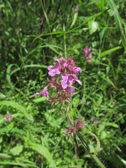 Stachys aspera