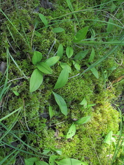 Maianthemum trifolium
