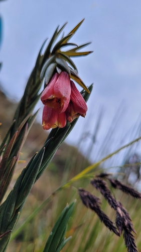 Bomarea glaucescens (Bomarea glaucescens)