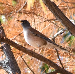Turdus pallidus