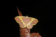 Plutodes transmutata