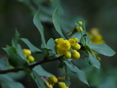 Berberis aristata
