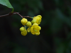 Berberis aristata