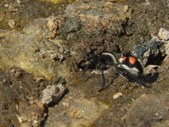 Traumatomutilla centralis
