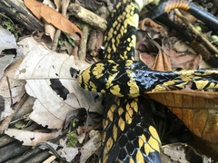 Spilotes pullatus