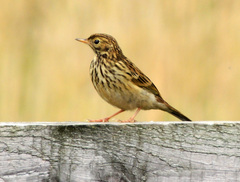 Anthus pratensis pratensis