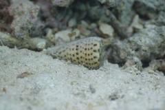 Conus leopardus
