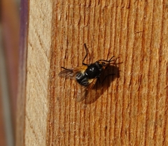 Mesembrina meridiana