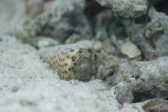 Conus leopardus