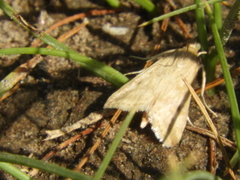 Pyraustini