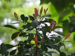 Ardisia squamulosa