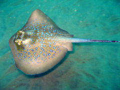 Indian Ocean Maskray photo 2