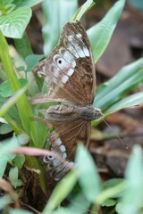 Eulaceura osteria