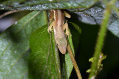 Anolis krugi